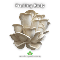 Image 2 of Pathfinder Oyster (Pleurotus Ostreatus) Live Mycelium Mushroom Culture Spawn Seed