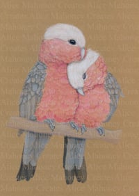 Image 2 of Cuddling Galah's