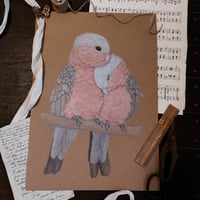 Image 1 of Cuddling Galah's