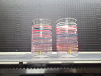 Image 1 of Pair of 10 oz wrapped cups in red, white, and blue