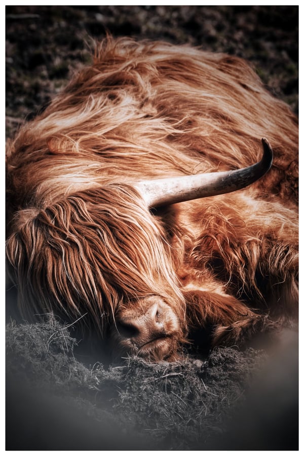 Image of Lazy Coo