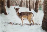 Doe in thé winter 