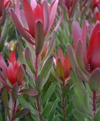 Leucadendron 'Safari Sunset' x10