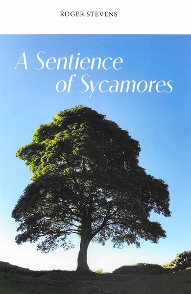 Image of A Sentience of Sycamores.