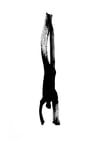 Equilibre 