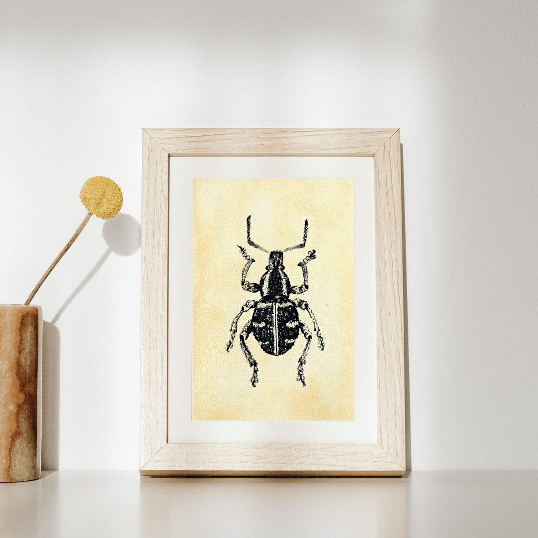 Image of Black Beetle Watercolor Illustration LIMITED EDITION PRINT 