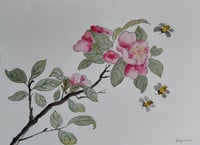 Japanese camelia