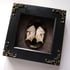 Real framed Mother of Pearl butterfly / Protogoniomorpha (Salamis) parhassus Image 3