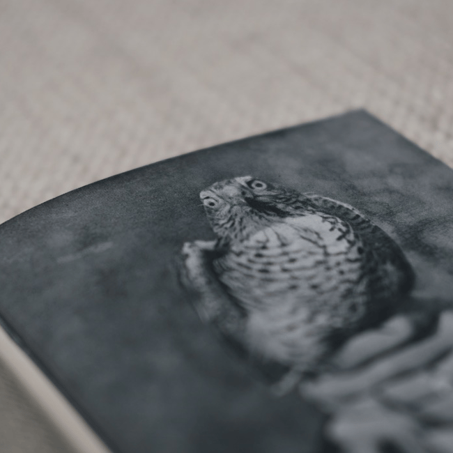 Pepo Galán - Family Harmony