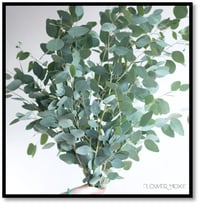 Eucalyptus Loose Dried Herbs