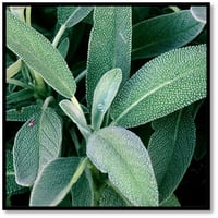 Sage Dried Herbs