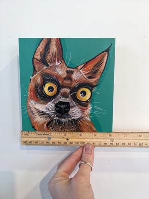 Raccoon Owl Fox 