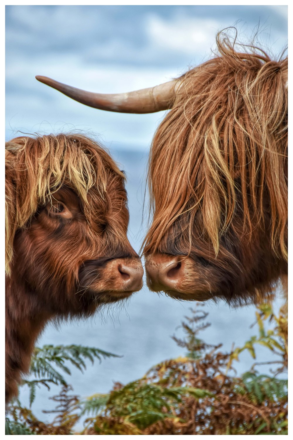 Image of Coo Kisses
