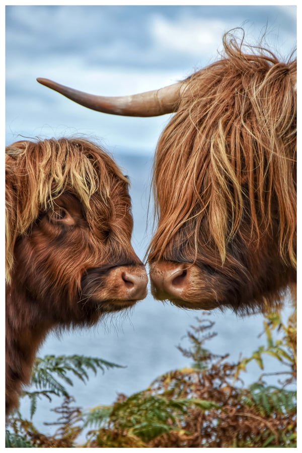 Image of Coo Kisses