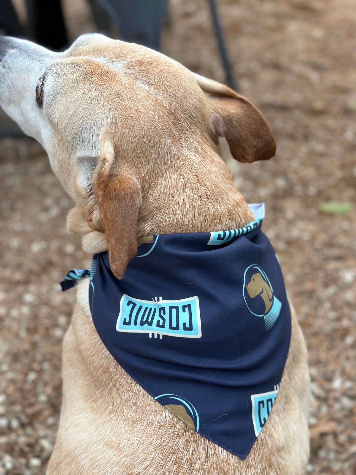 Cosmic Doggie Bandana
