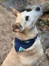 Cosmic Doggie Bandana