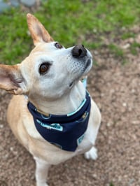 Image 5 of Cosmic Doggie Bandana