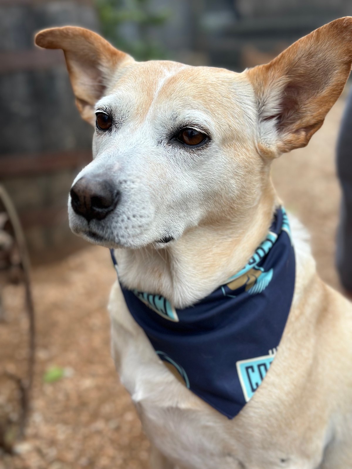 Cosmic Doggie Bandana