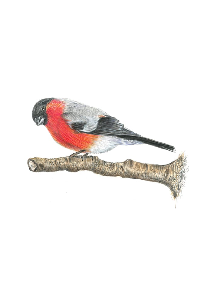 Image of Finch Art Print 
