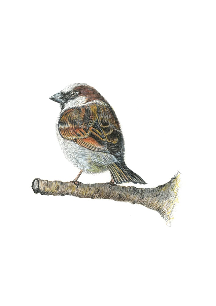 Image of Sparrow Art Print