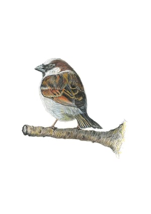 Image of Sparrow Art Print