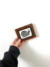 Snail - Framed Lino Print