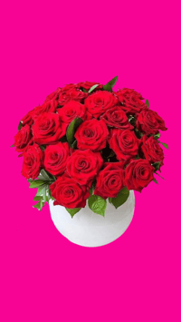 Roses in White Vase | Rosas en base Blanco 