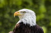 Majestic Guardian: Bald Eagle Portrait
