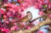 Spring Serenade: White-crowned Sparrow among Blossoming Trees
