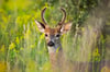 Velvet Majesty: White-tailed Buck Portrait