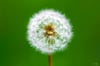 Whispers in the Wind: A Dandelion Magnified