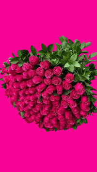 Ramo de Rosas Hot Pink Bouquet of Roses 