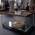 Real Snake Skeleton in a glass box Image 5