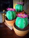 Cactus Collection