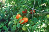 Tomato Vine ~ Wax Melts ~ Made To Order ~ Wax Melts ~ Made To Order