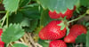 Strawberry Patch ~ Wax Melts ~ Made To Order