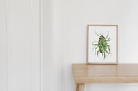 Image 2 of Tillandsia multiflora original artwork