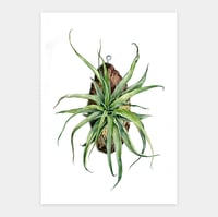 Image 1 of Tillandsia multiflora original artwork