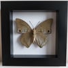 Framed - Imperial Blue Charaxes Butterfly