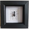 Framed - Vietnam Beetle sp.