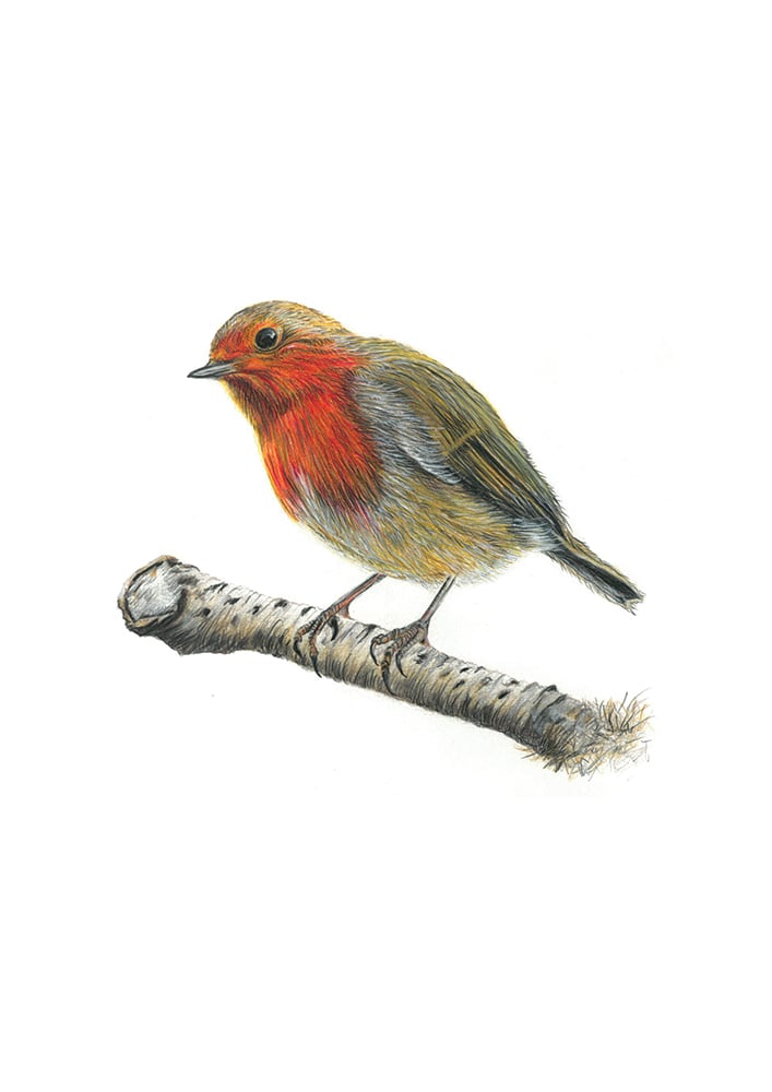 Image of Robin Art Print