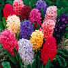Hyacinth ~ Wax Melts ~ Made To Order
