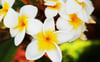 Jasmine ~ Wax Melts ~ Made To Order
