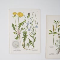 Image 2 of Planche De Botanique Plantes Médicinales 