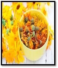 Calendula Flowers 