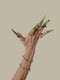 Image of BRACELET_Phoenix Dactylifera