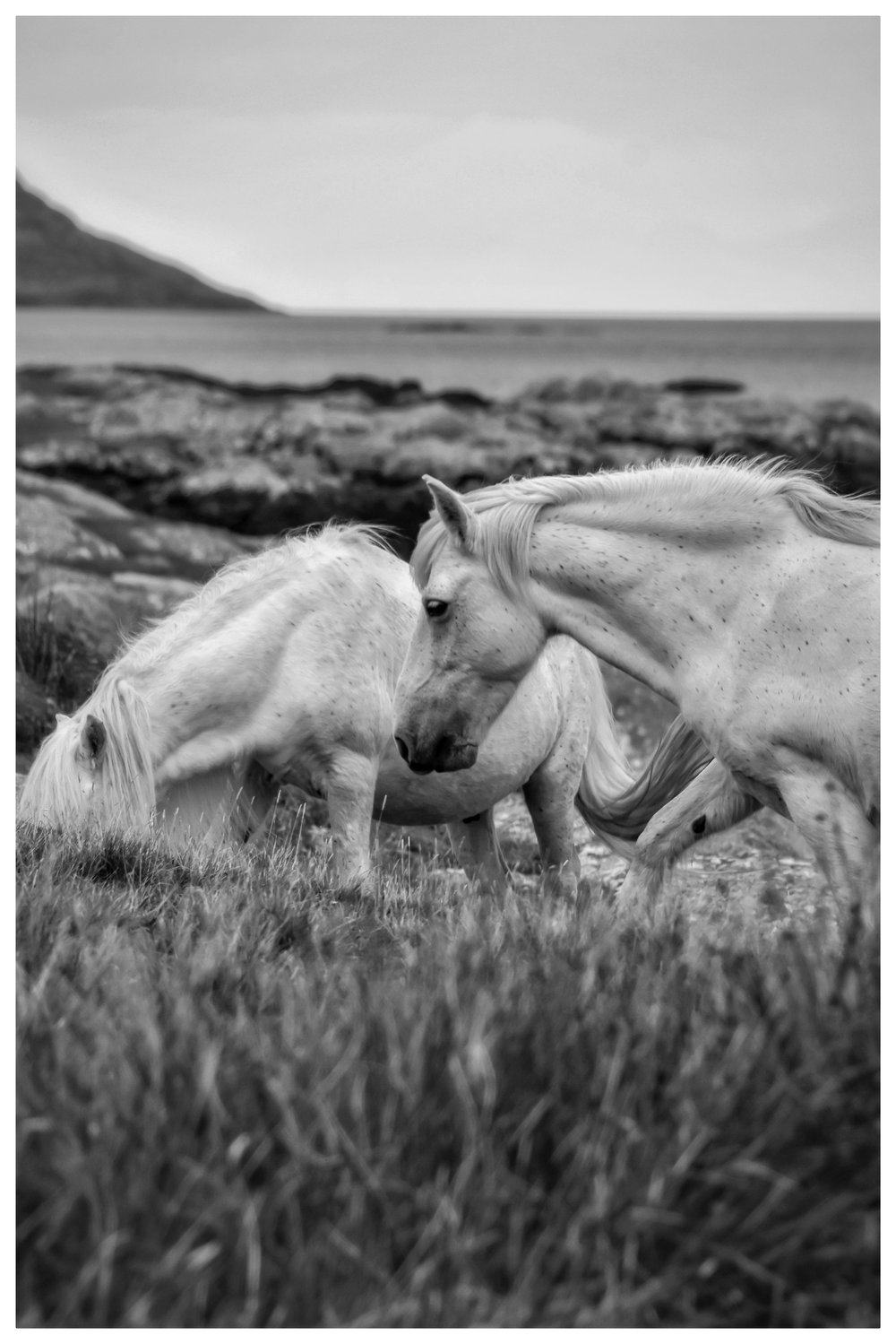 Image of Wild Hebrides 