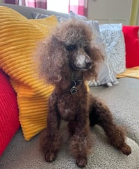 Image 2 of 15" Custom Large sitting poodle,choice of any color