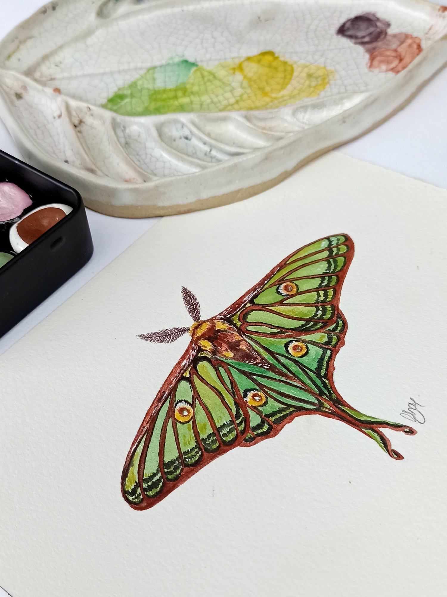 Image of Spanish Luna Moth watercolor ORIGINAL ARTWORK 