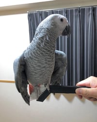 African Grey Parrot 